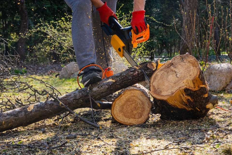 Men sawing apple tree with a chainsaw in his backyard. Worker pruning tree trunk in the garden